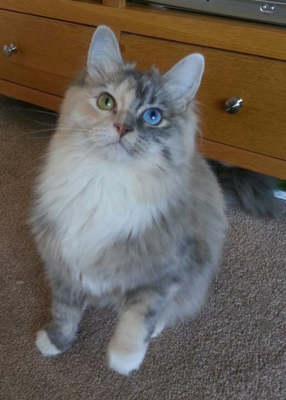 明星运动员跨界主持体育节目受到好评,体育明星参加娱乐节目