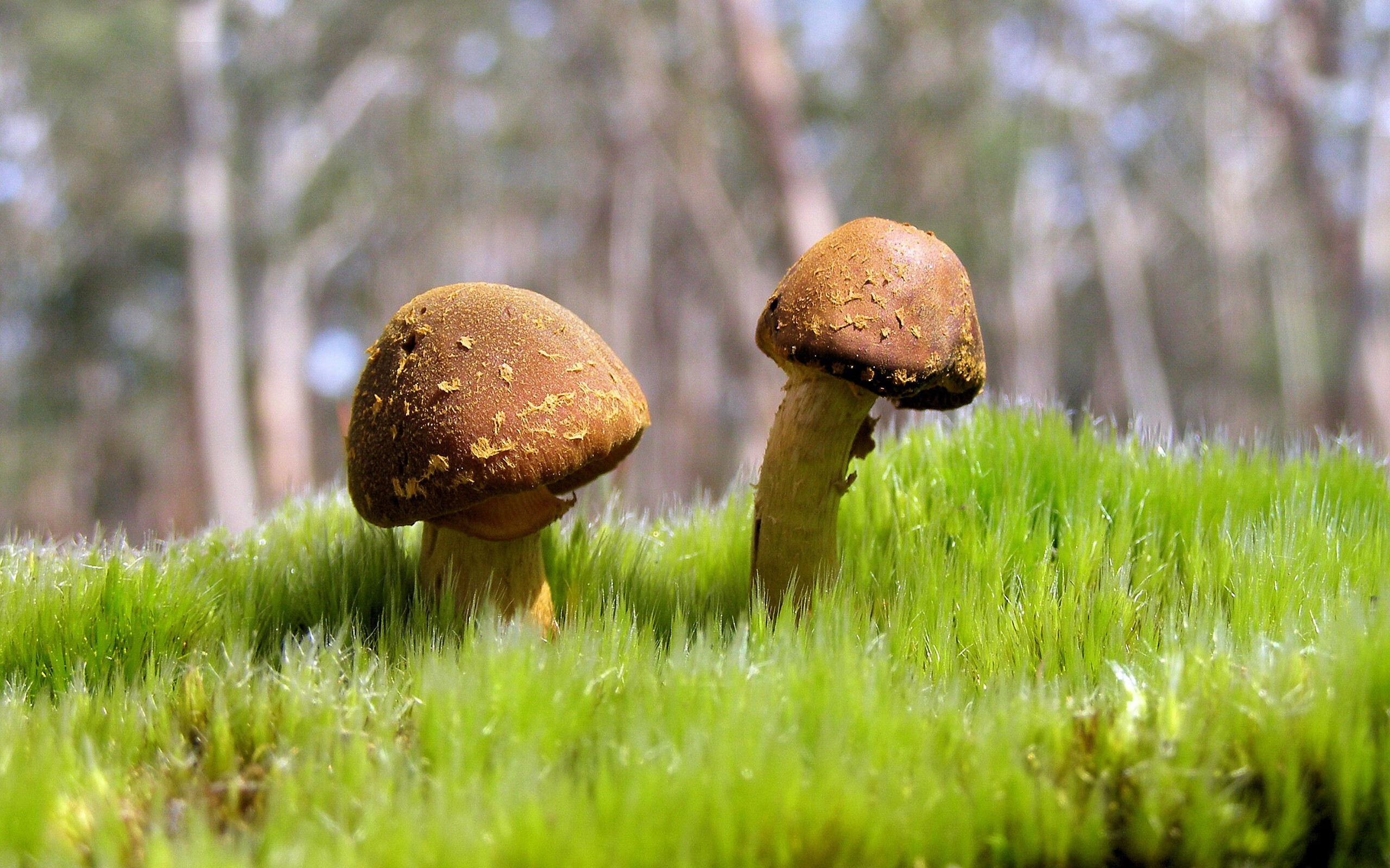 蛙泳技术分段排名与最终成绩高度相关，蛙泳分数