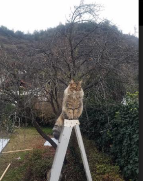 高节奏球队是否更易打出大比分领先，节奏大么